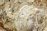 Beautiful, Petrified Wood (Araucaria) Slab - Madagascar #325547-1